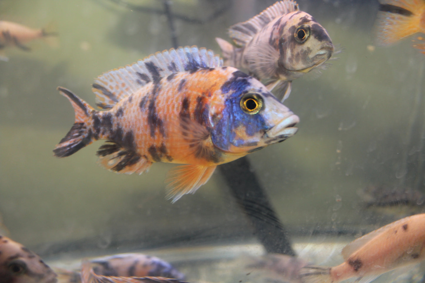 Tangerine OB