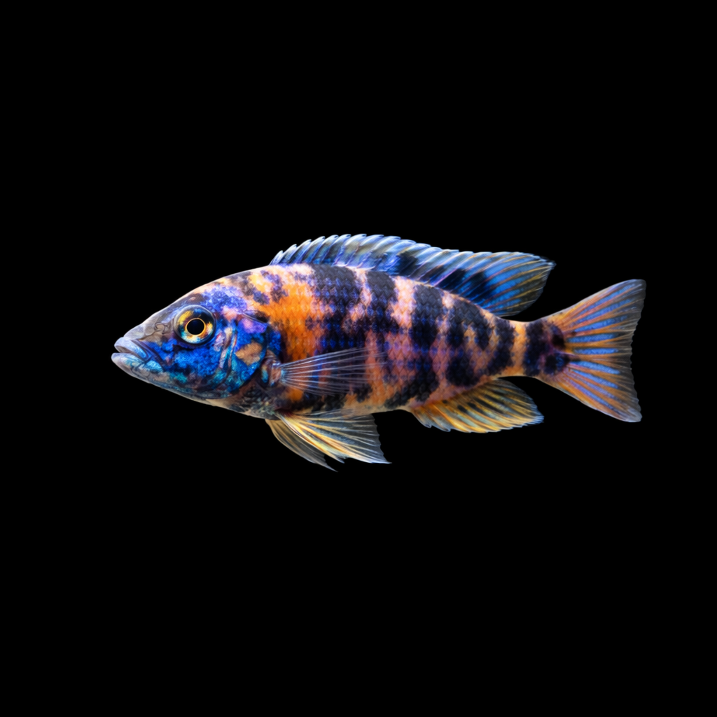 Tricolor OB