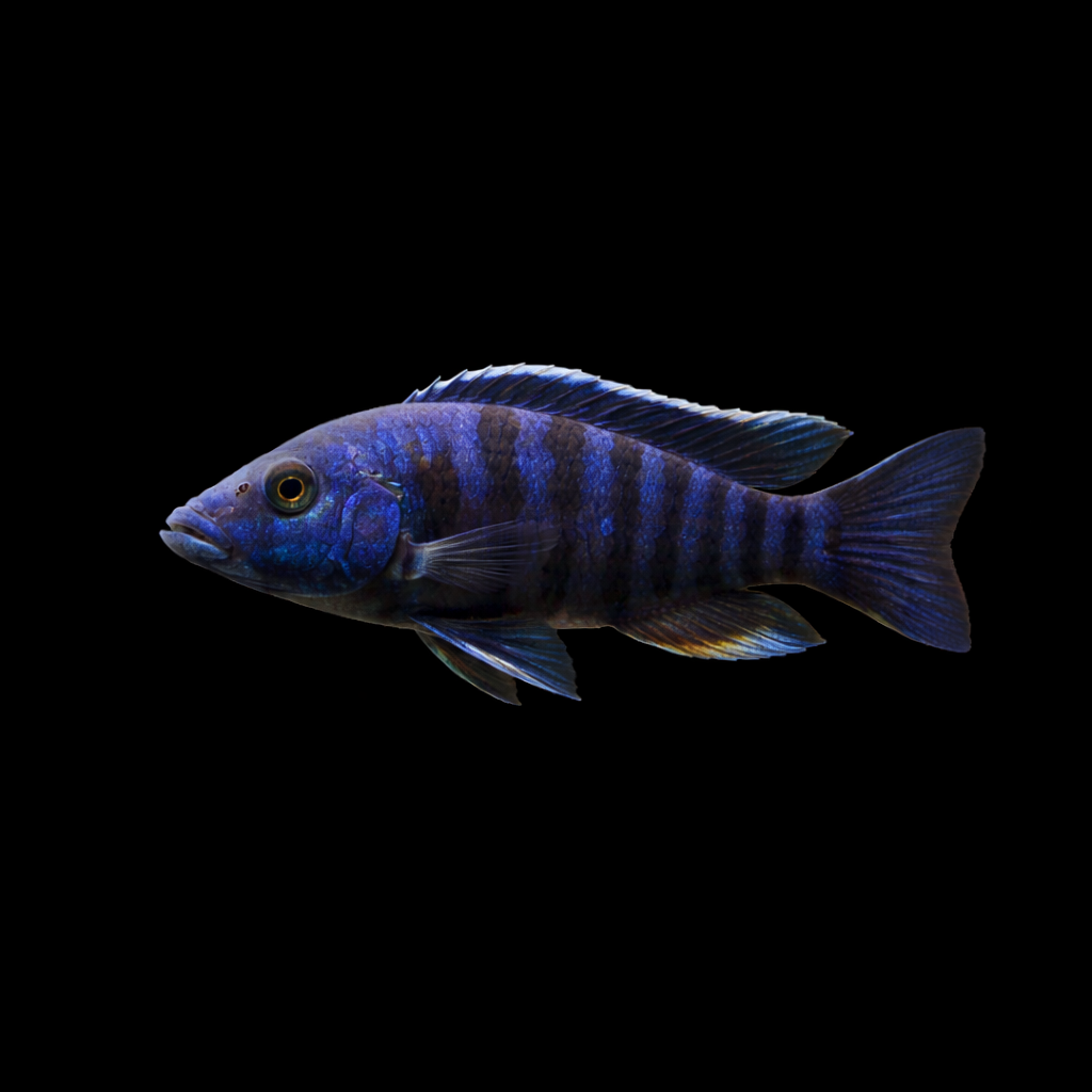 Blue Dragon Blood