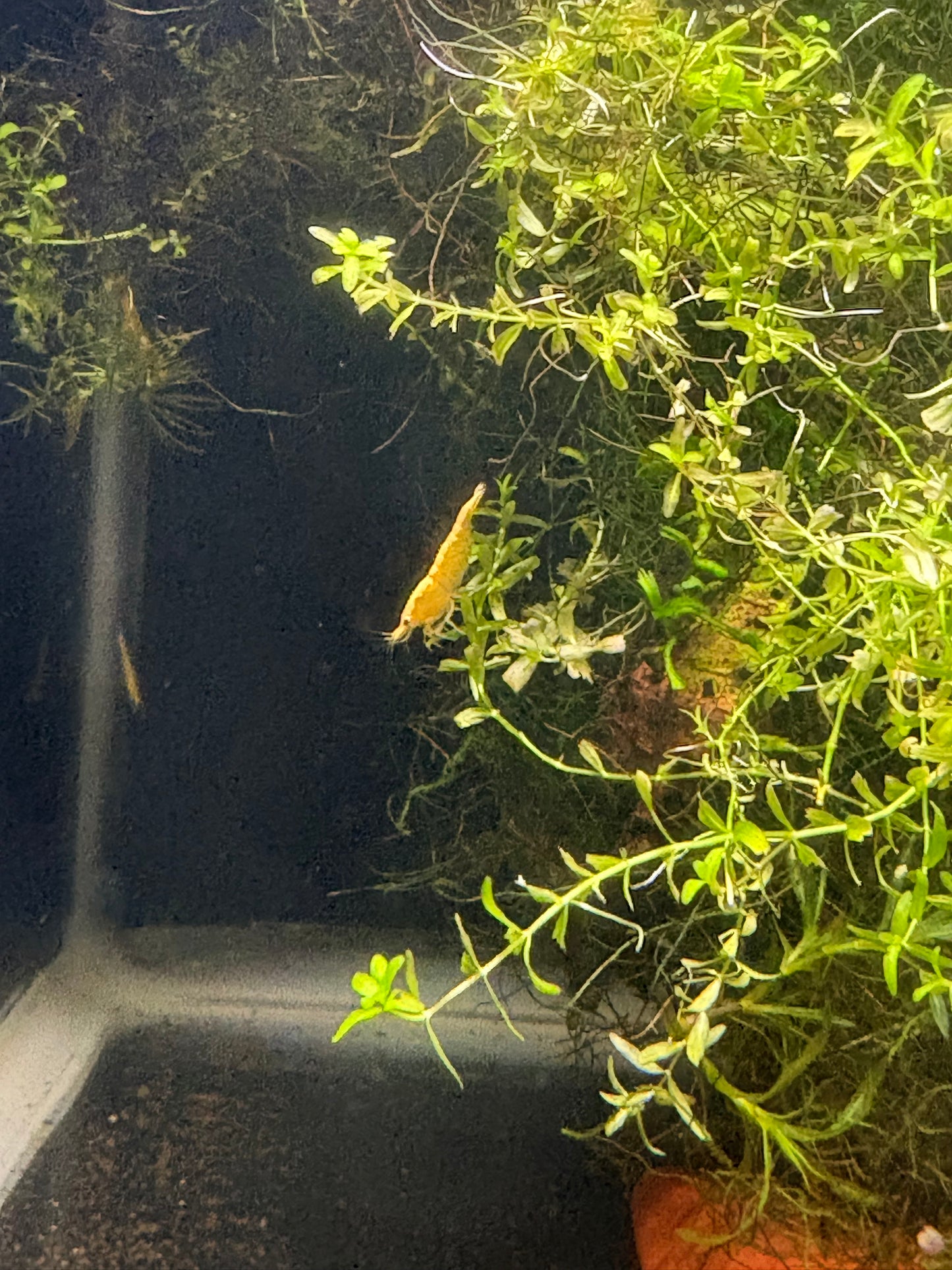 Yellow Golden Back Shrimp