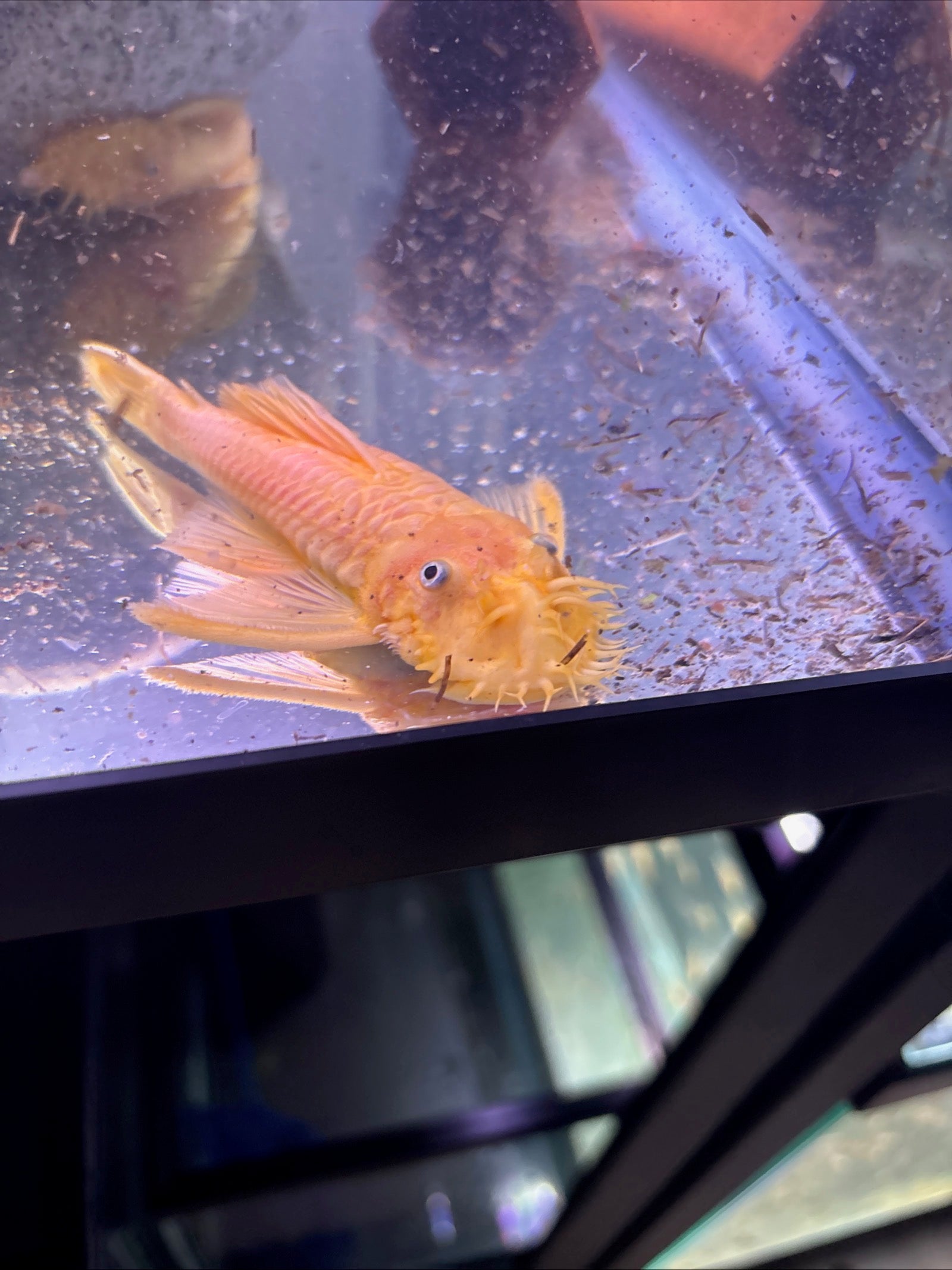 Lemon Blue Eye Pleco 5in MALE