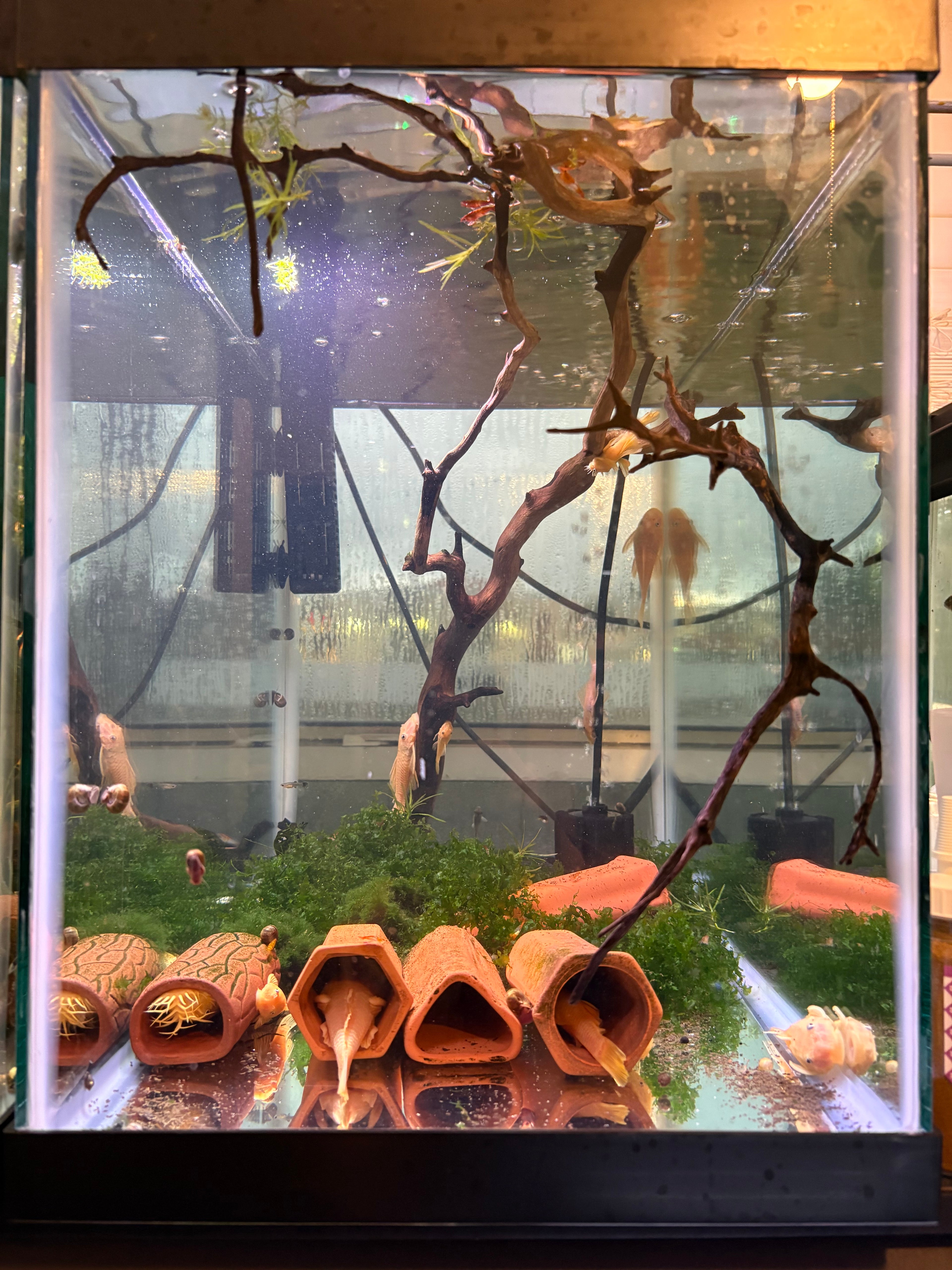 Lemon Blue Eye Pleco 5in MALE