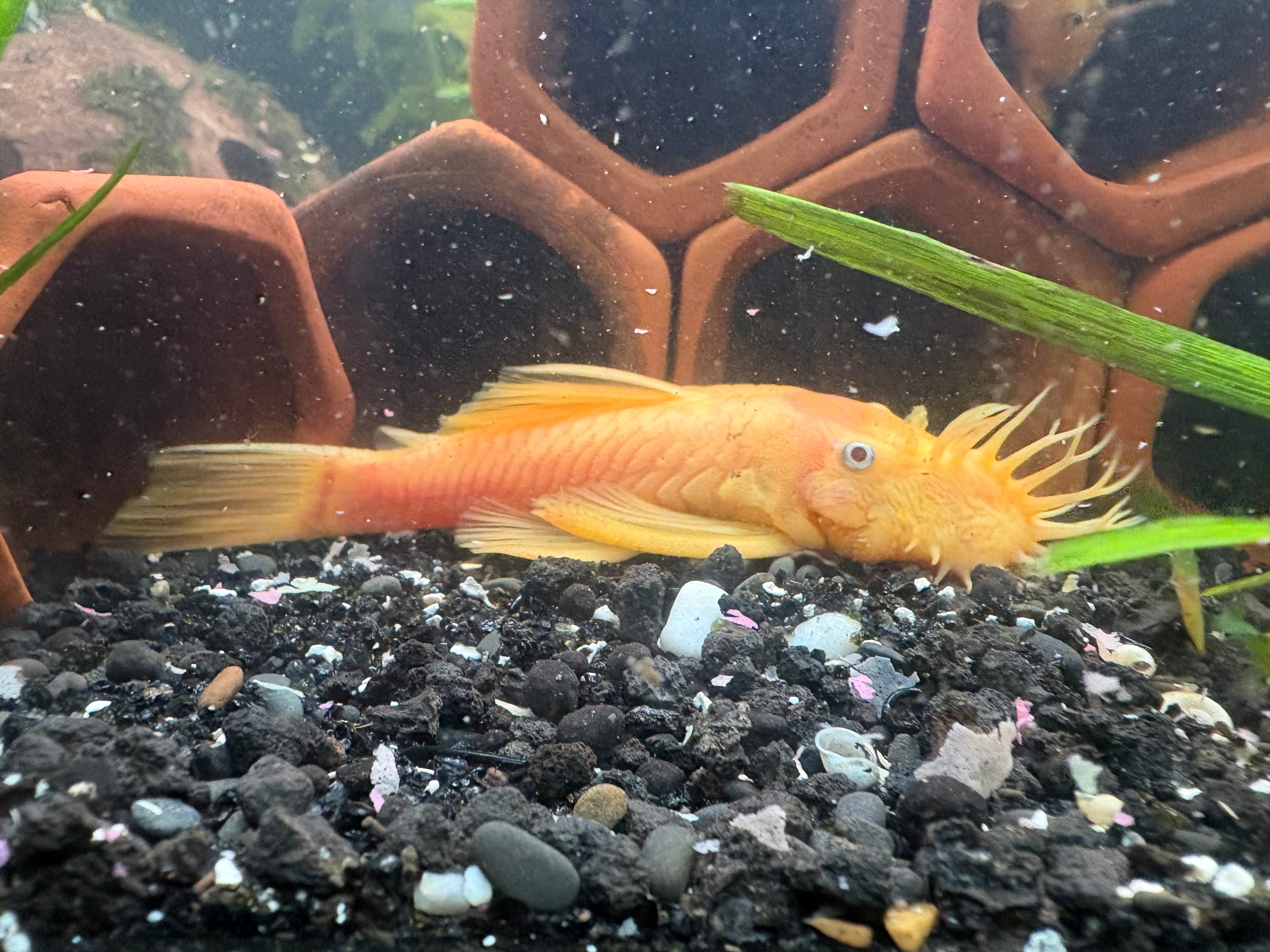 Lemon Blue Eye Pleco 5in MALE