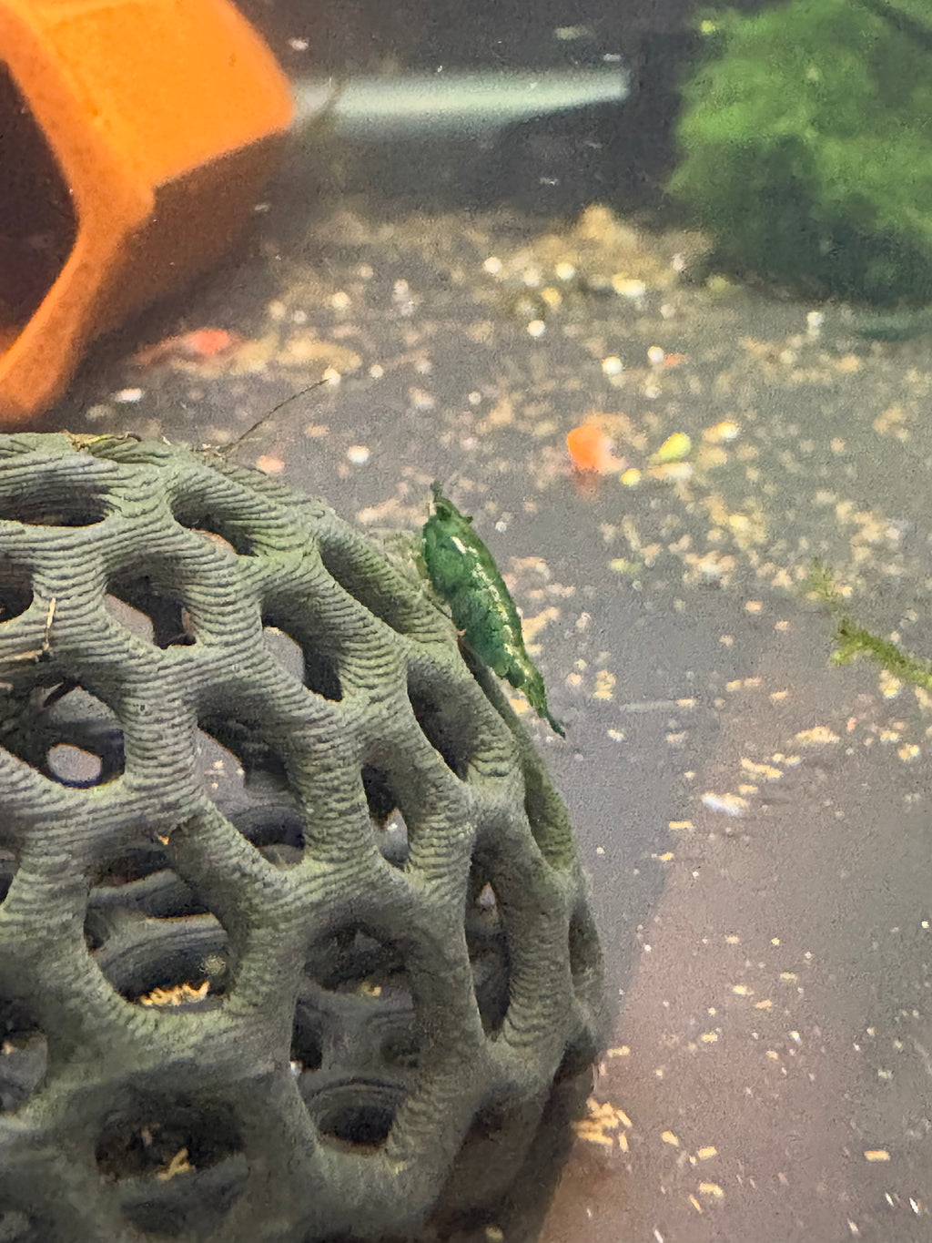 Green Jade Shrimp 5 pack