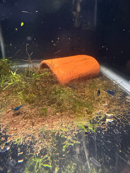 Blue Dream Shrimp