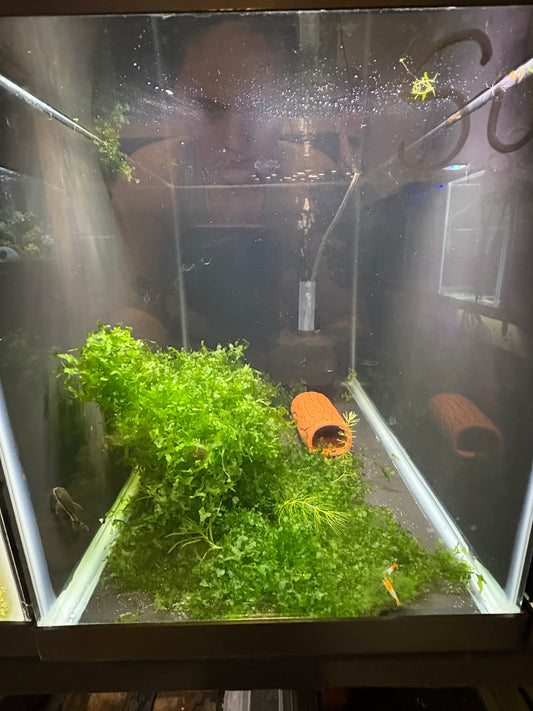 Orange Rili Shrimp