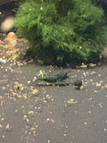 Green Jade Shrimp 5 pack
