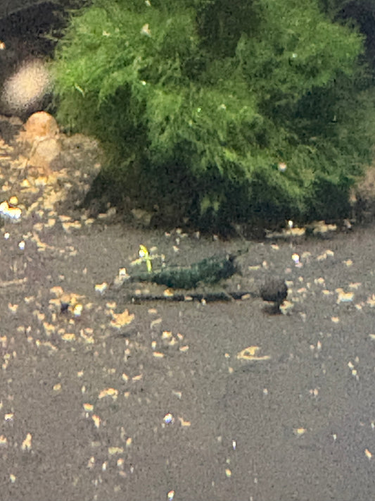 Green Jade Shrimp 5 pack