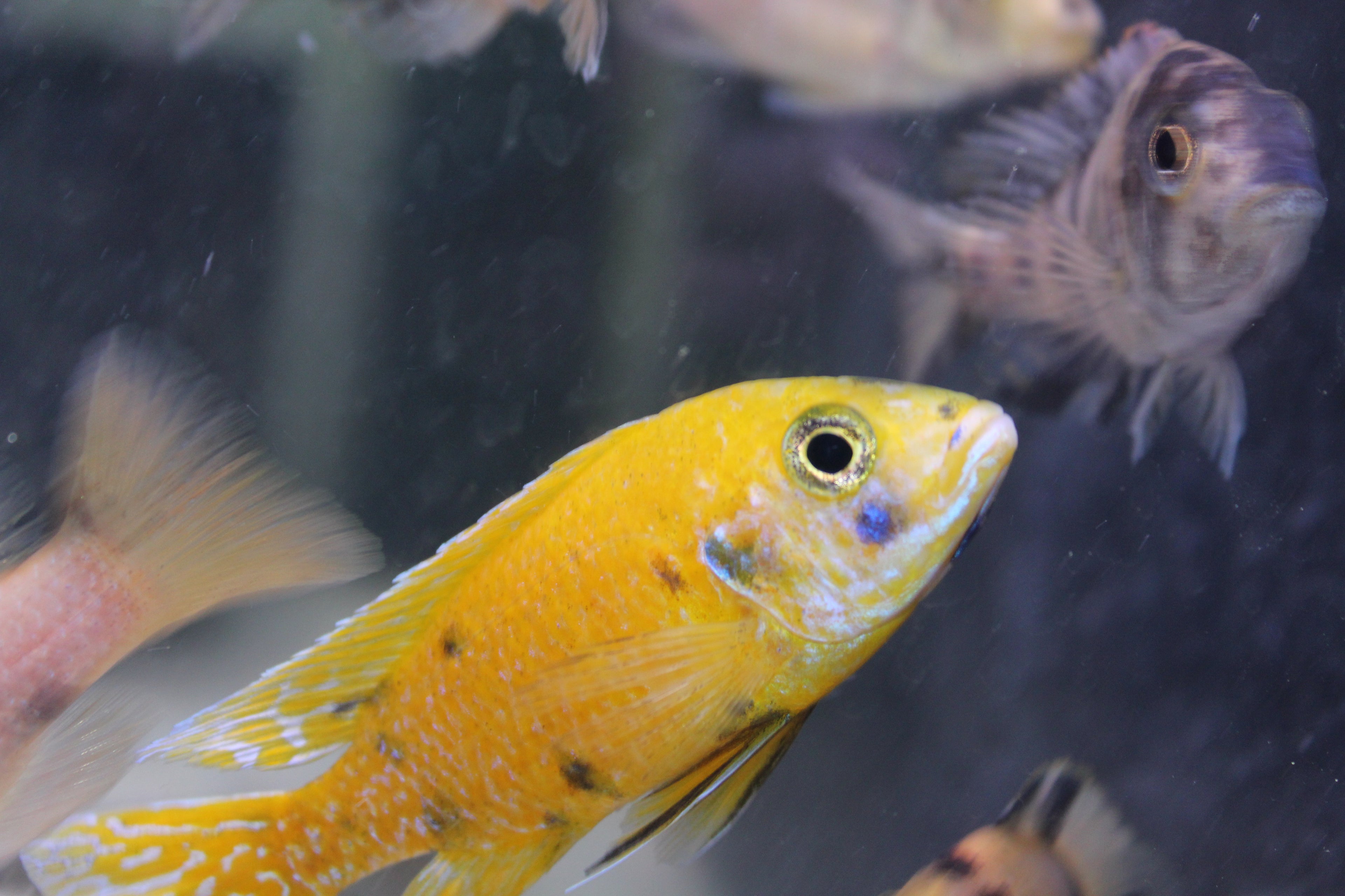 Saffron OB Peacock cichlid