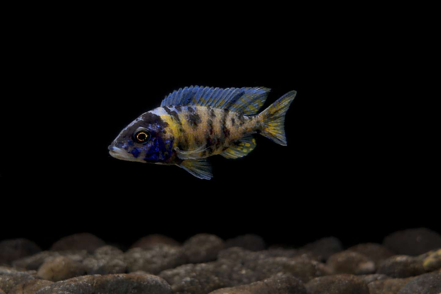 Yellow & Blue OB