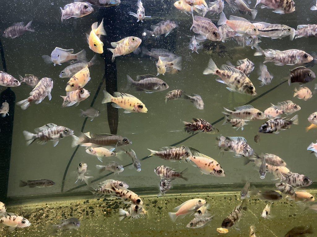 RANDOM 2-3 inch Peacock Male