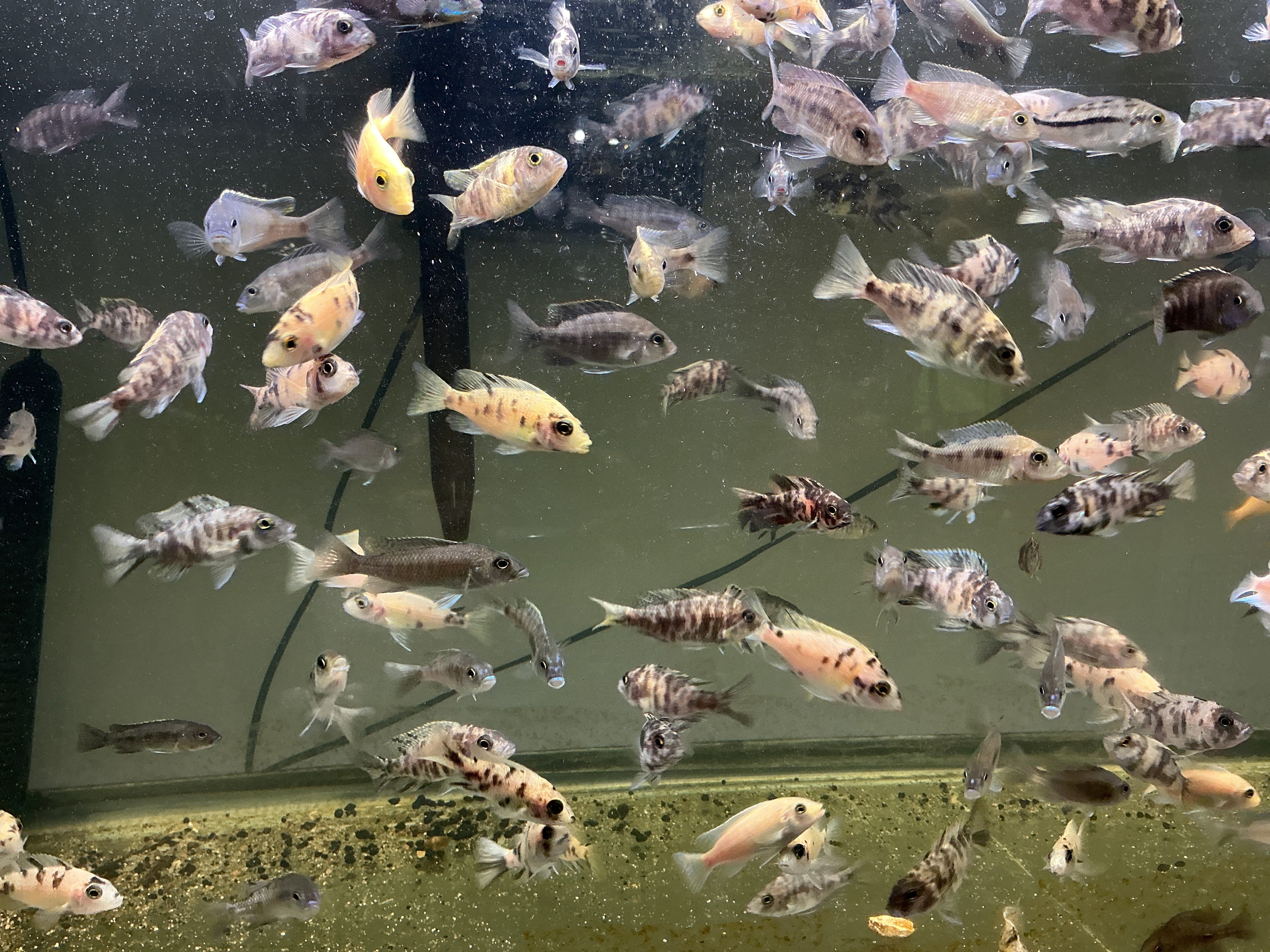 RANDOM 2-3 inch Peacock Male