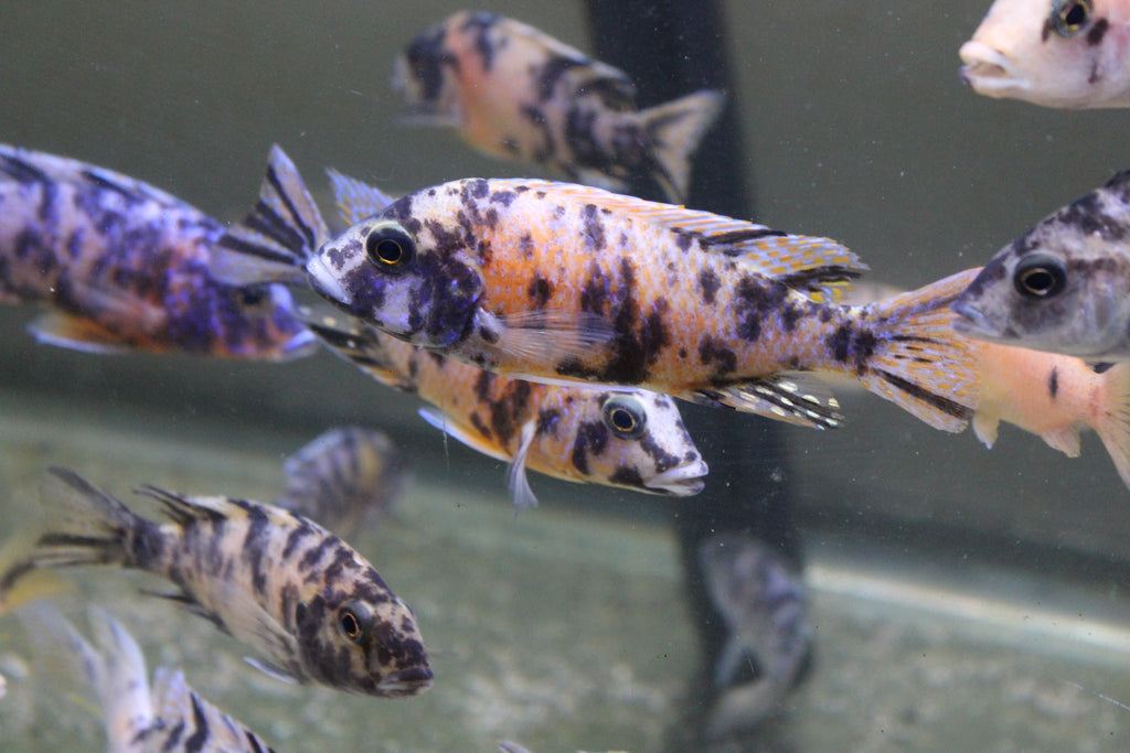 RANDOM Multi-colored OB Peacock