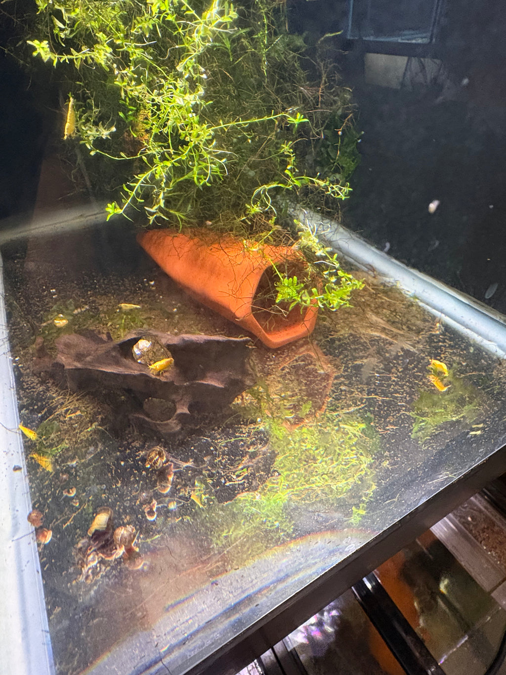 Yellow Golden Back Shrimp 5 pack