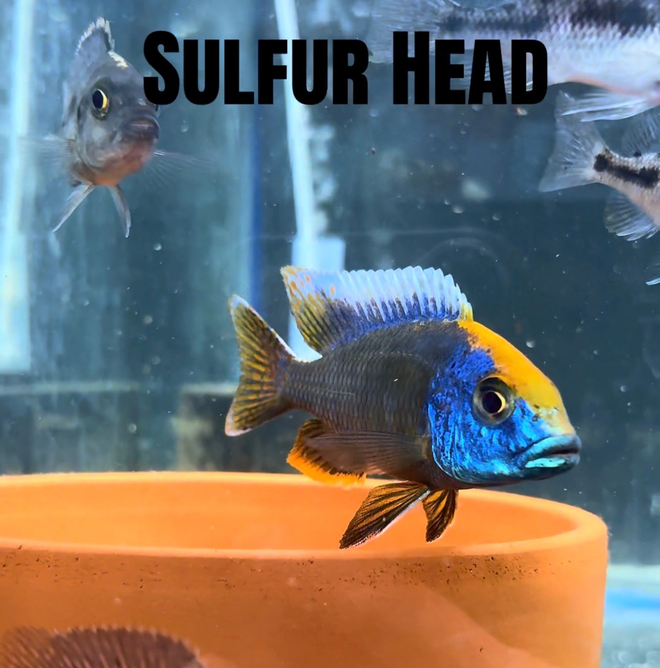 Sulfur Head