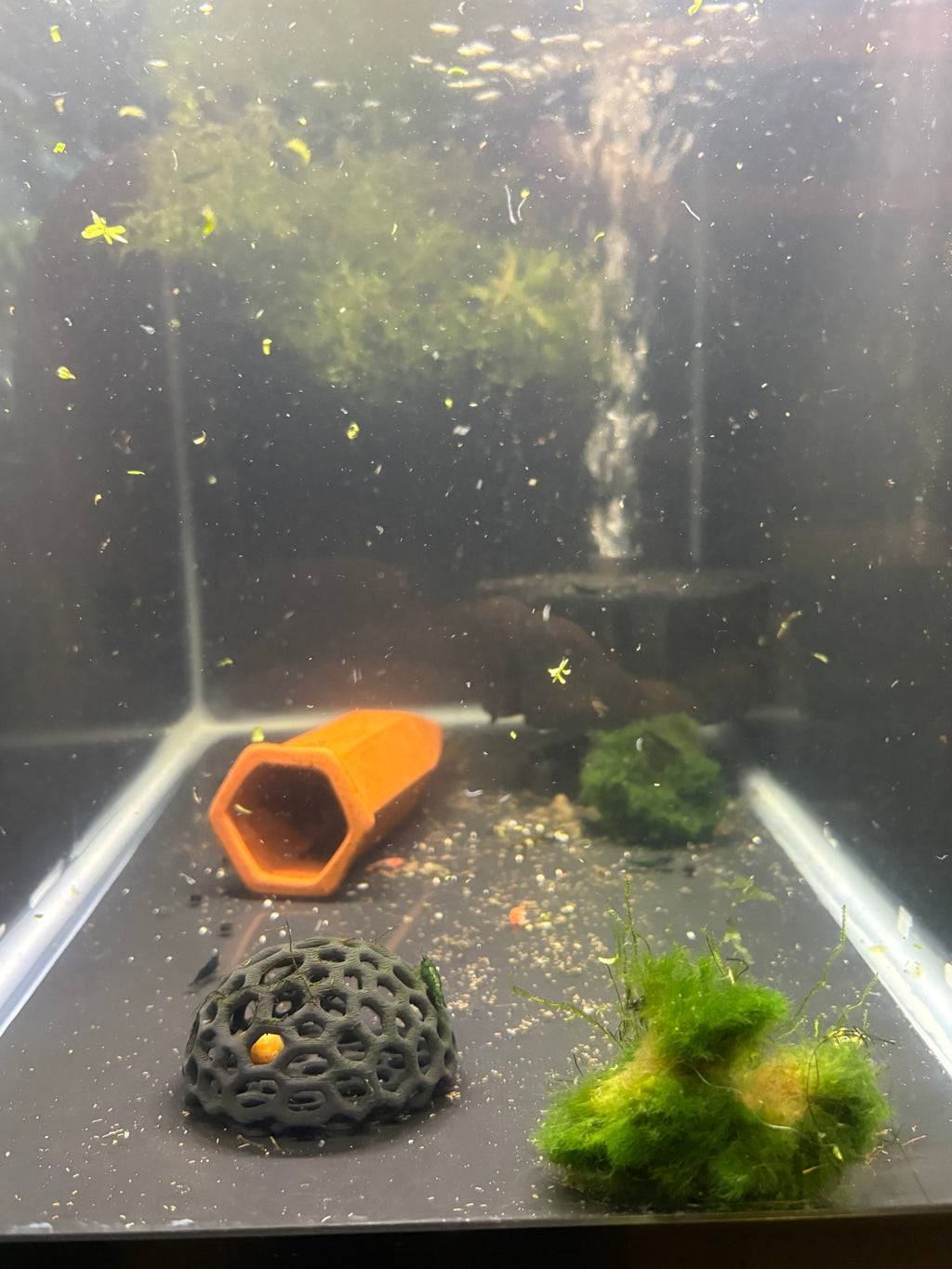 Green Jade Shrimp 5 pack