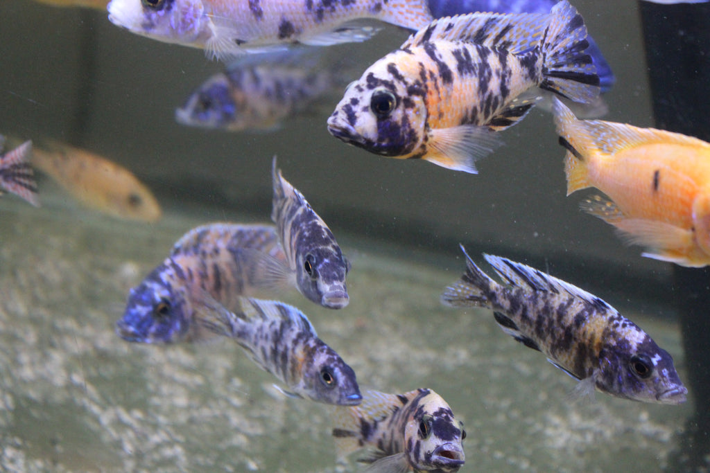 RANDOM Multi-colored OB Peacock