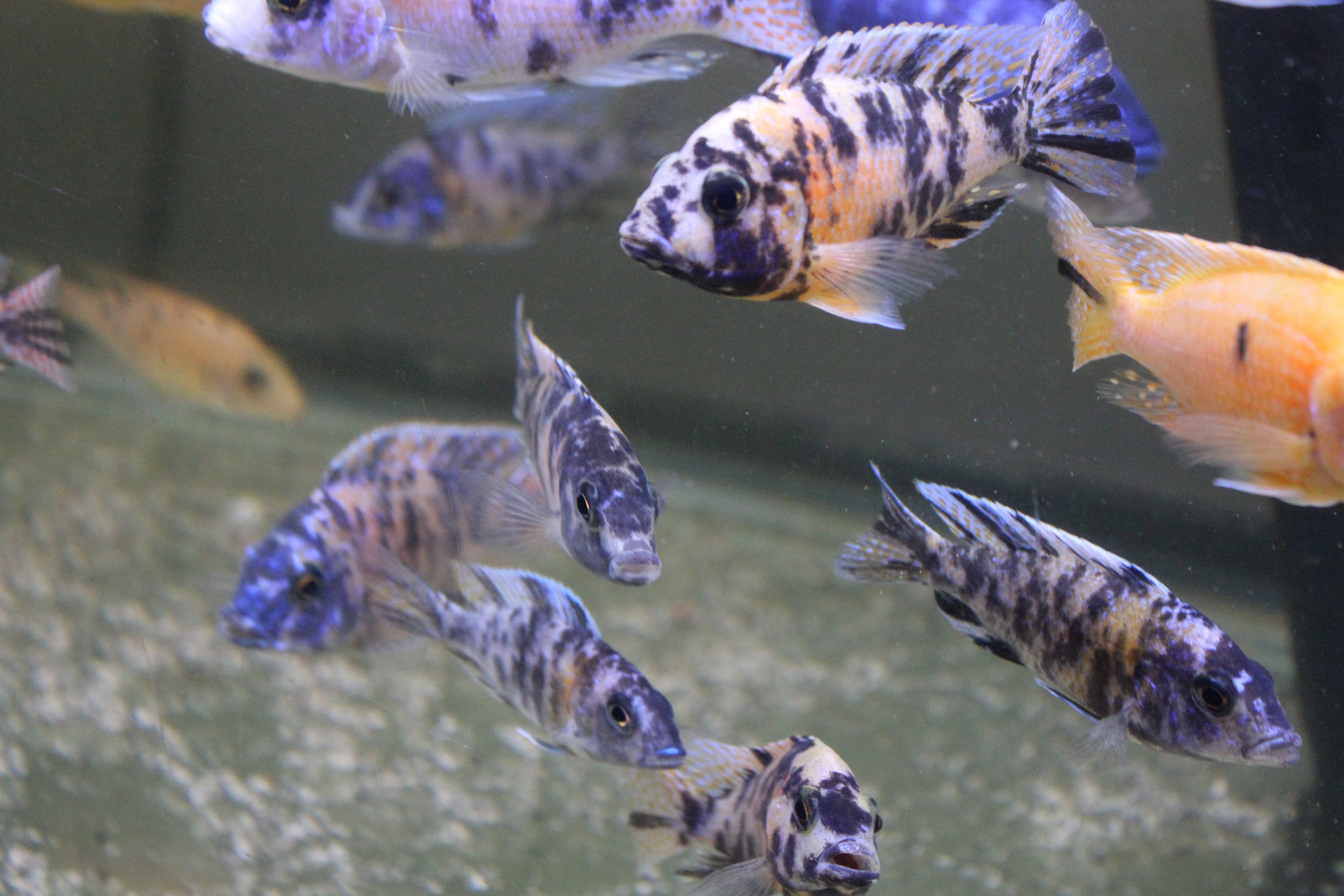 RANDOM Multi-colored OB Peacock