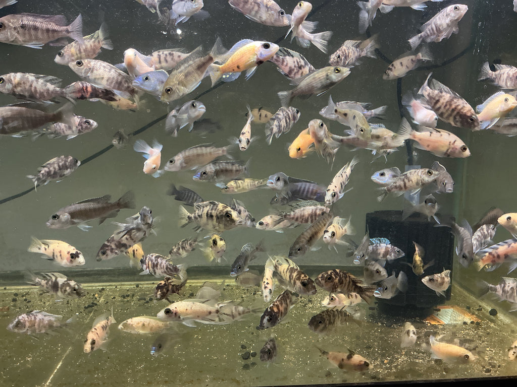 RANDOM 2-3 inch Peacock Male