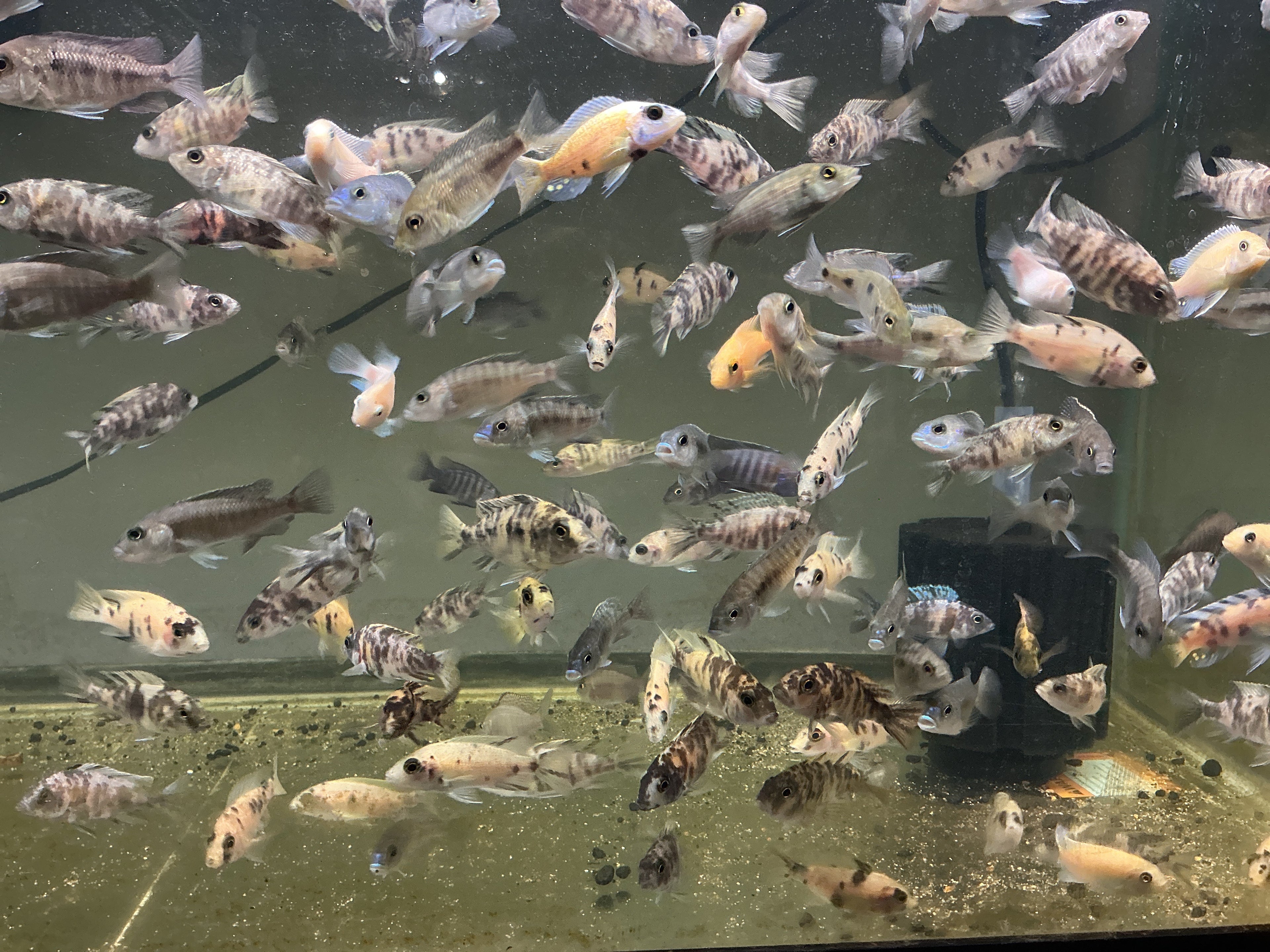 RANDOM 2-3 inch Peacock Male