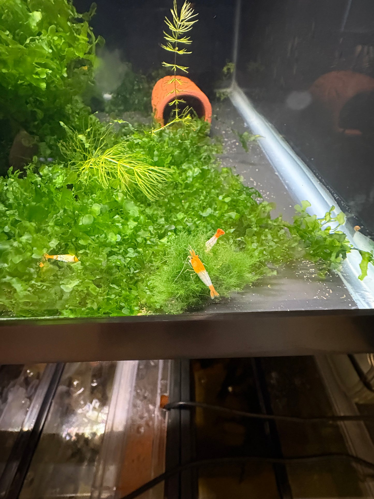 Orange Rili Shrimp