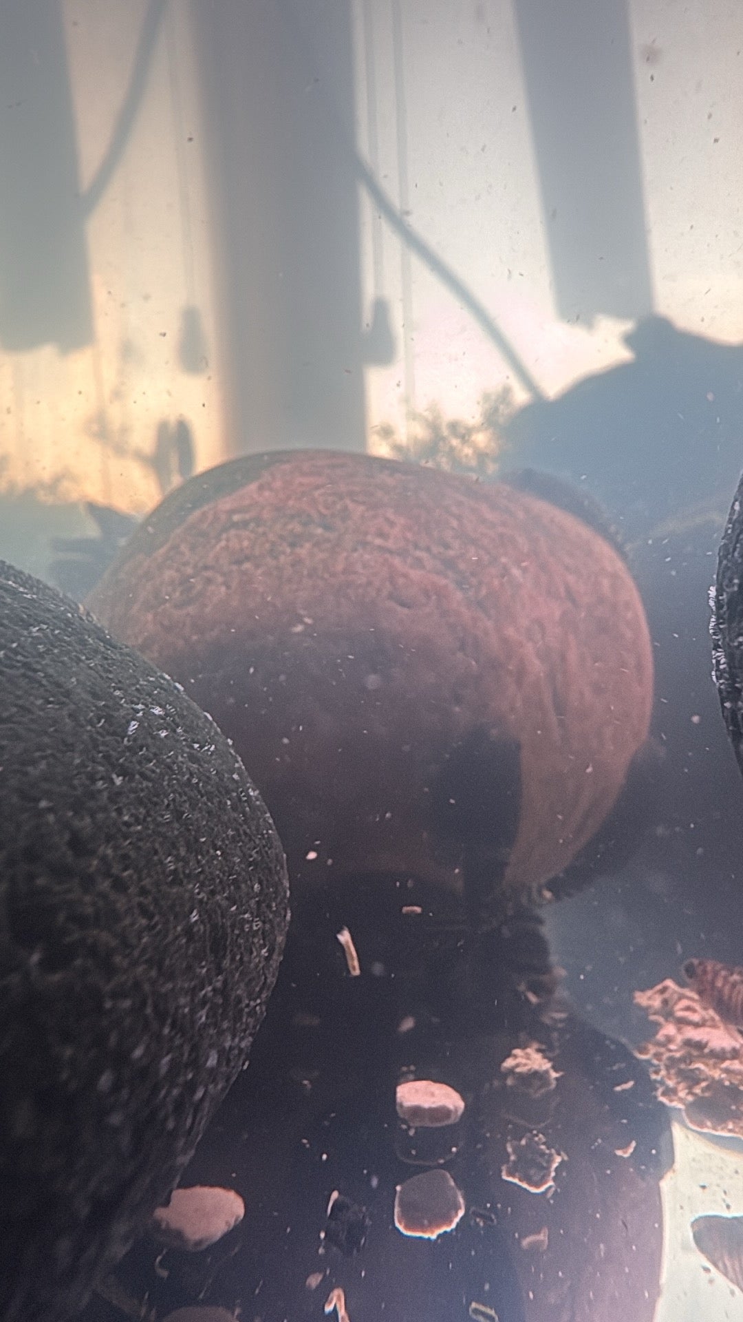 Hillstream Loach