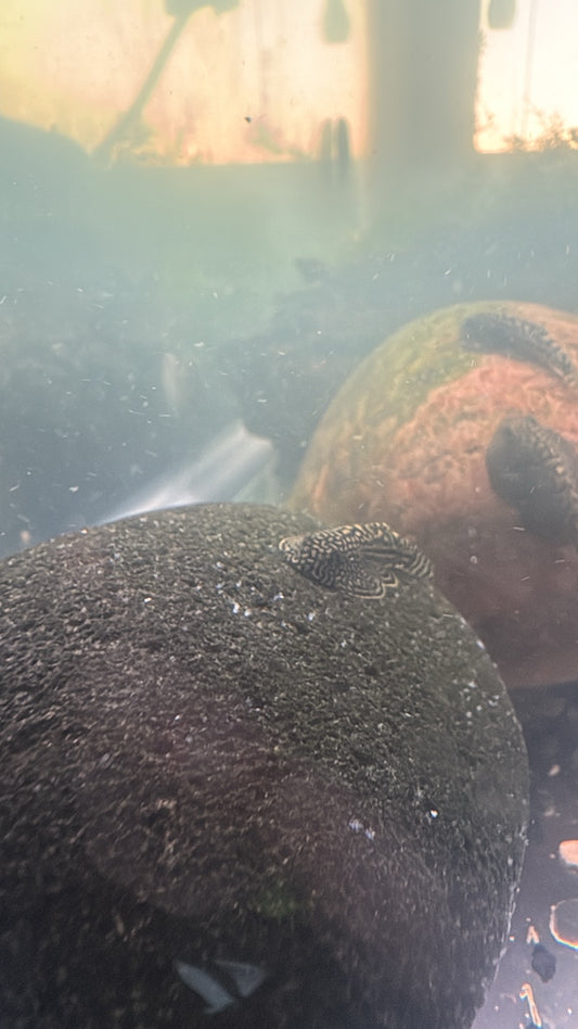 Hillstream Loach