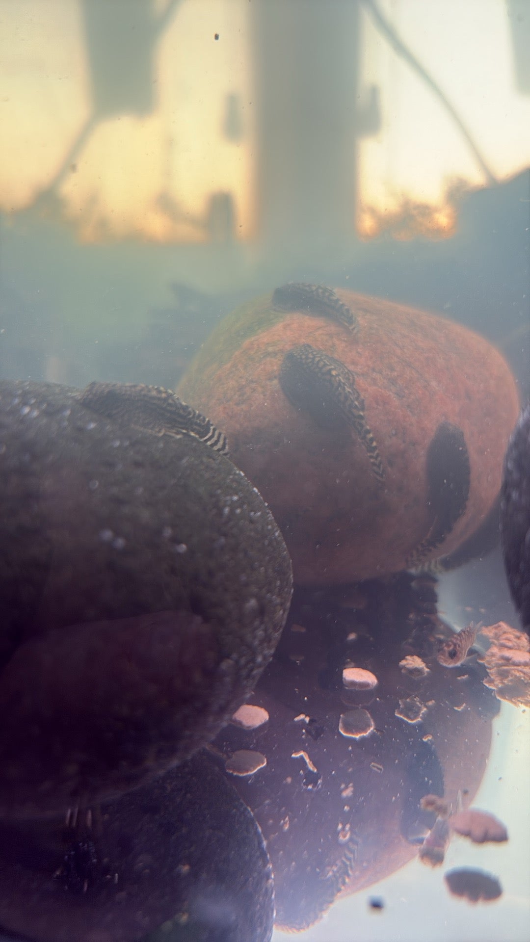 Hillstream Loach