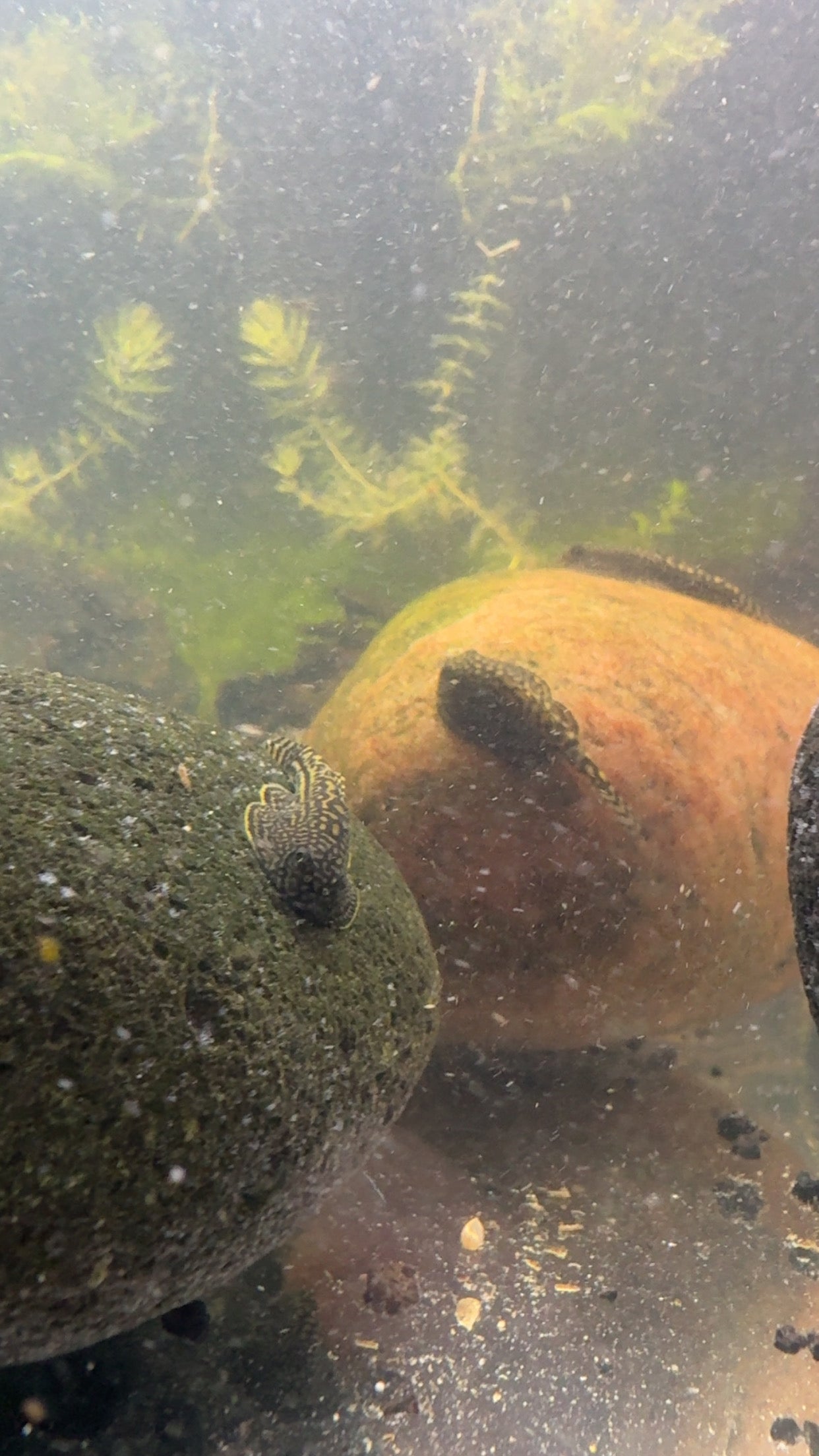 Hillstream Loach