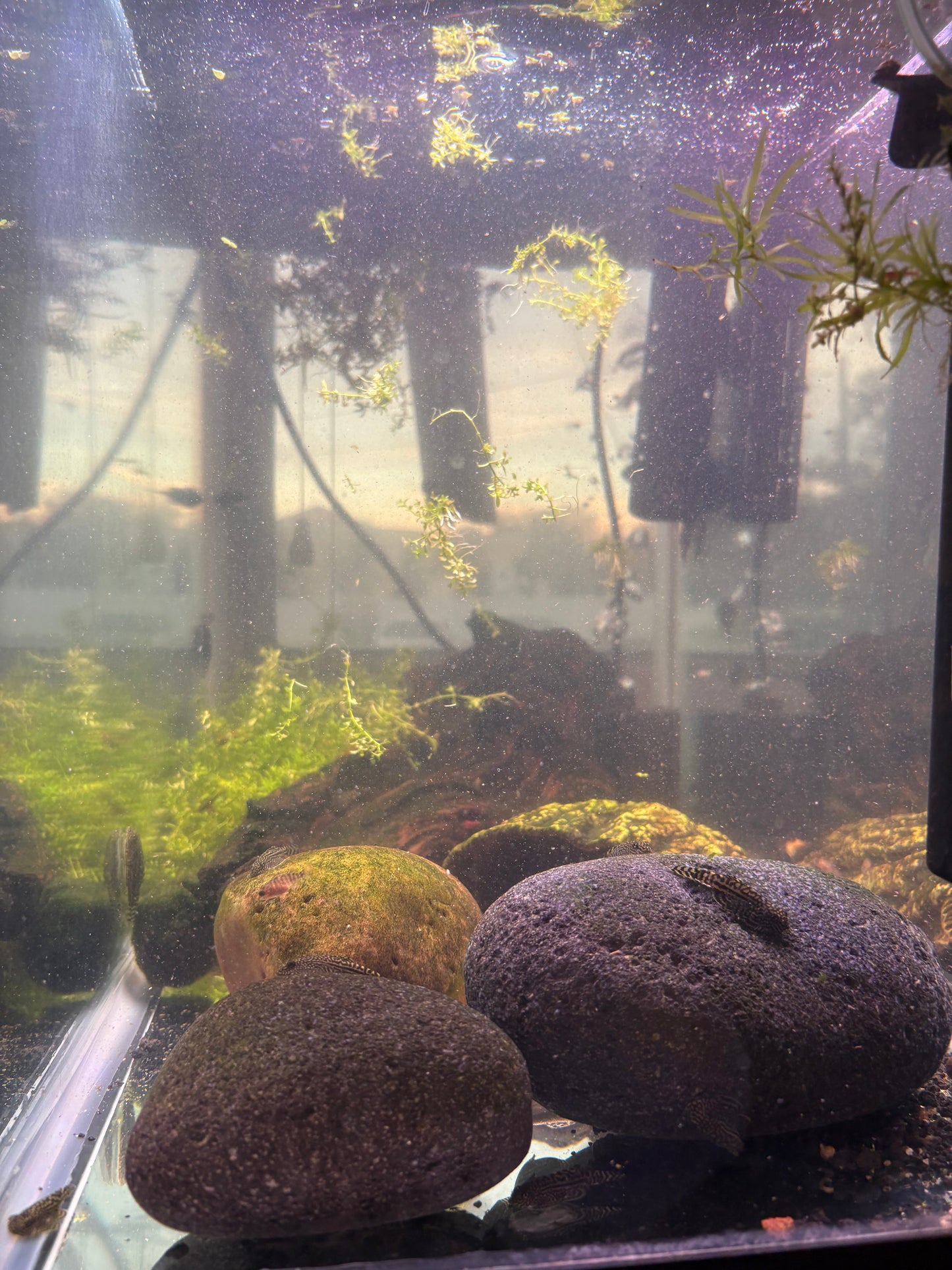 Hillstream Loach