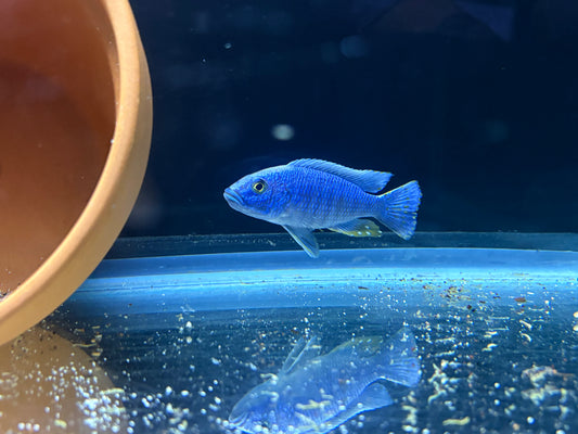 Electric Blue Hap