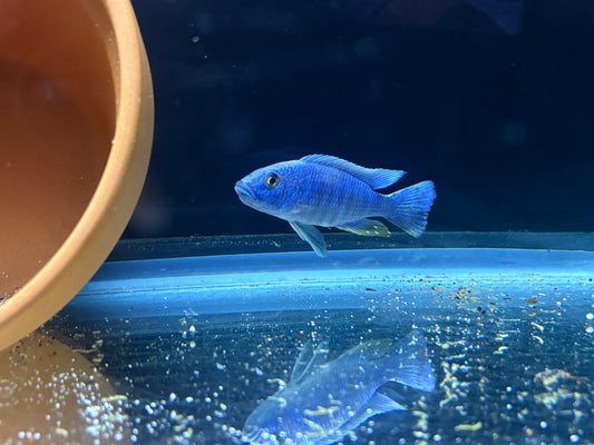 Electric Blue Hap