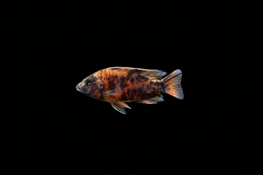 Red OB