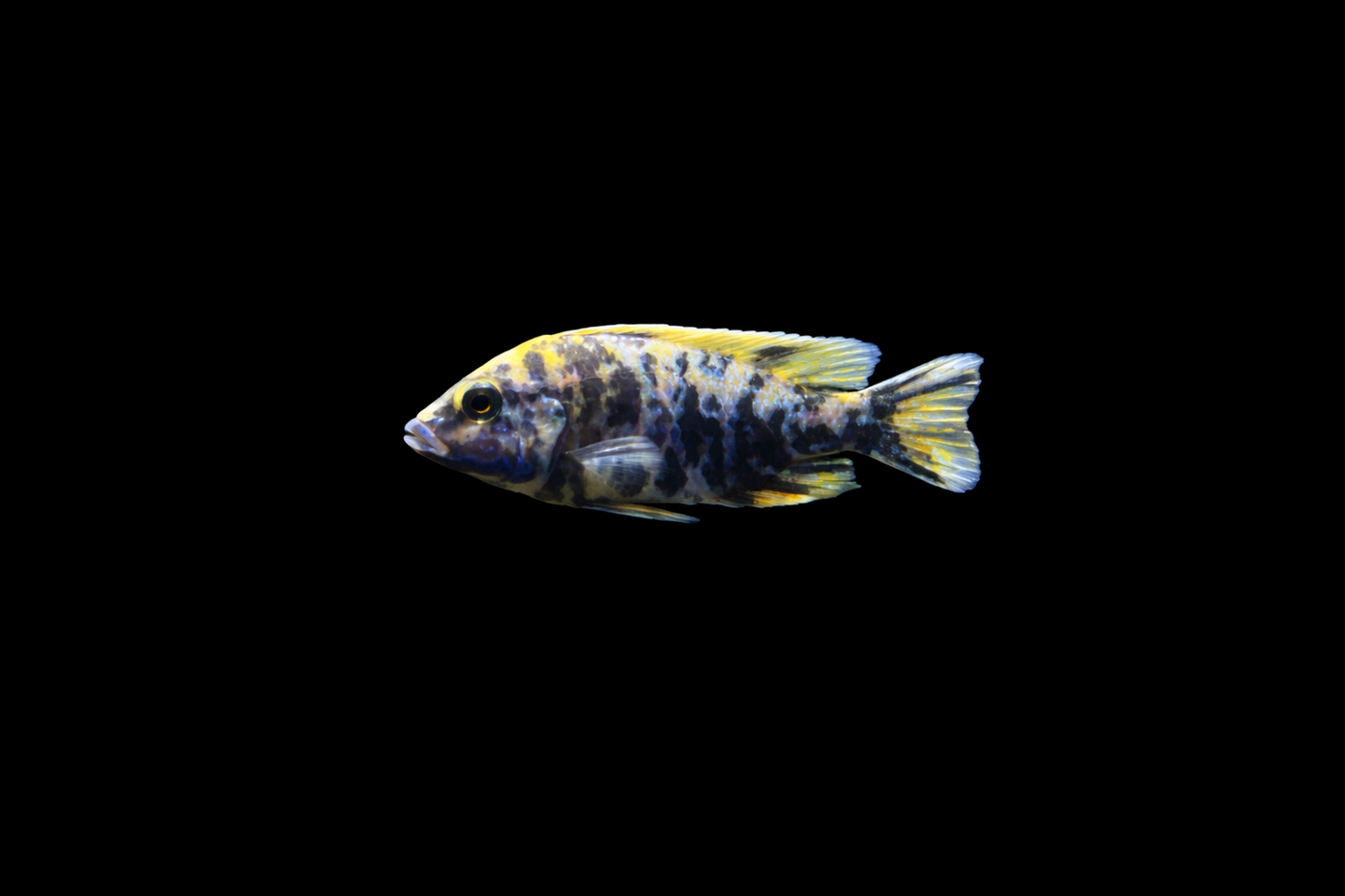 Yellow & Blue OB