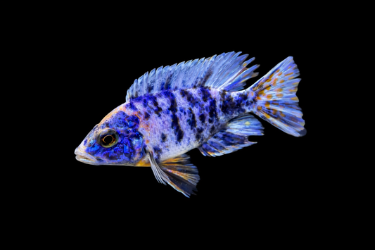Blue OB