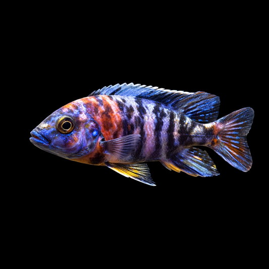 Red & Blue OB
