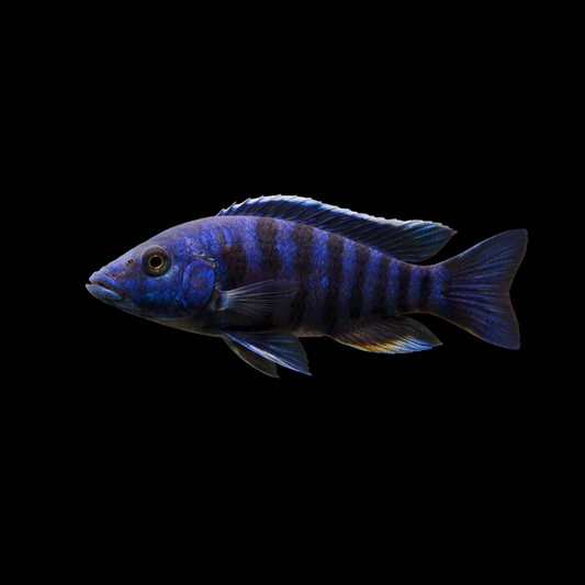 Blue Dragon Blood