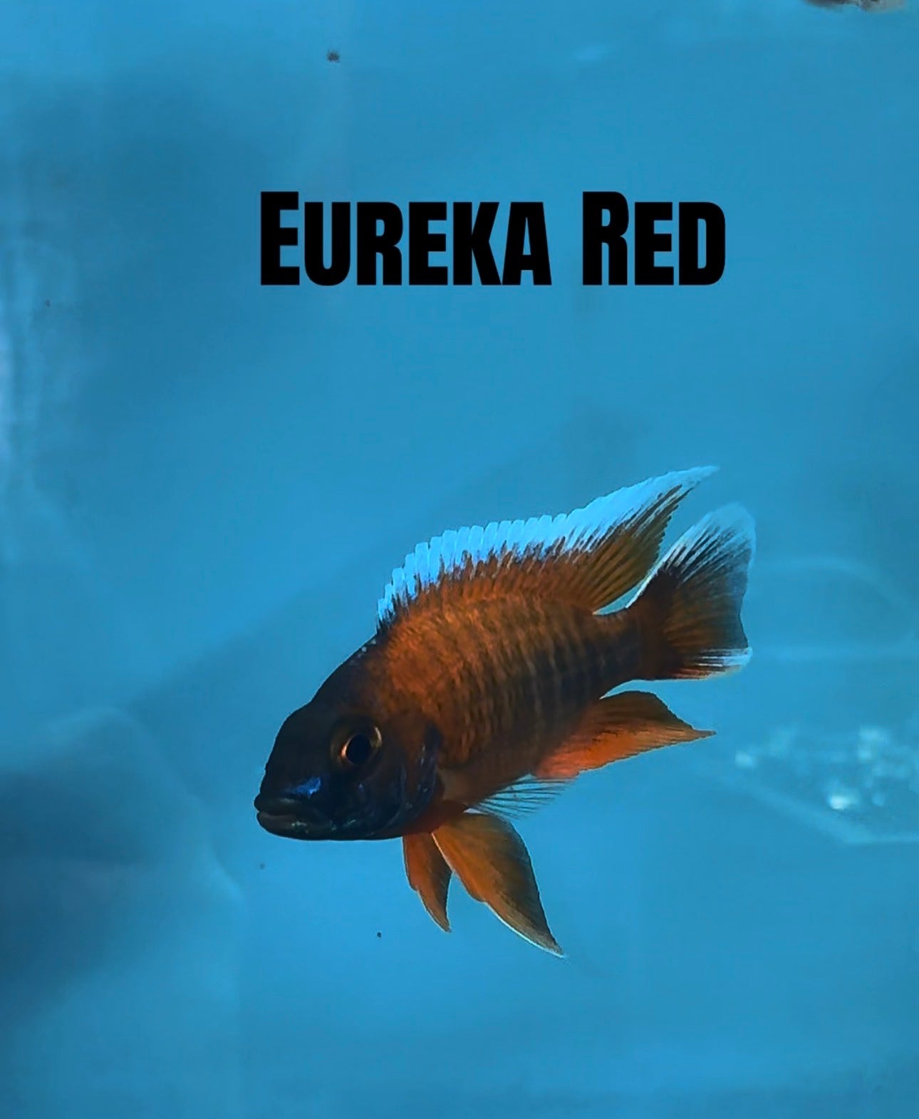 Eureka Red