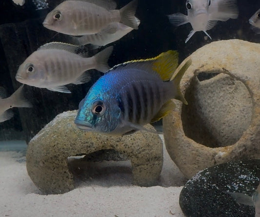 Jalo Reef