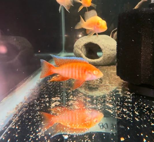 Albino Eureka Red