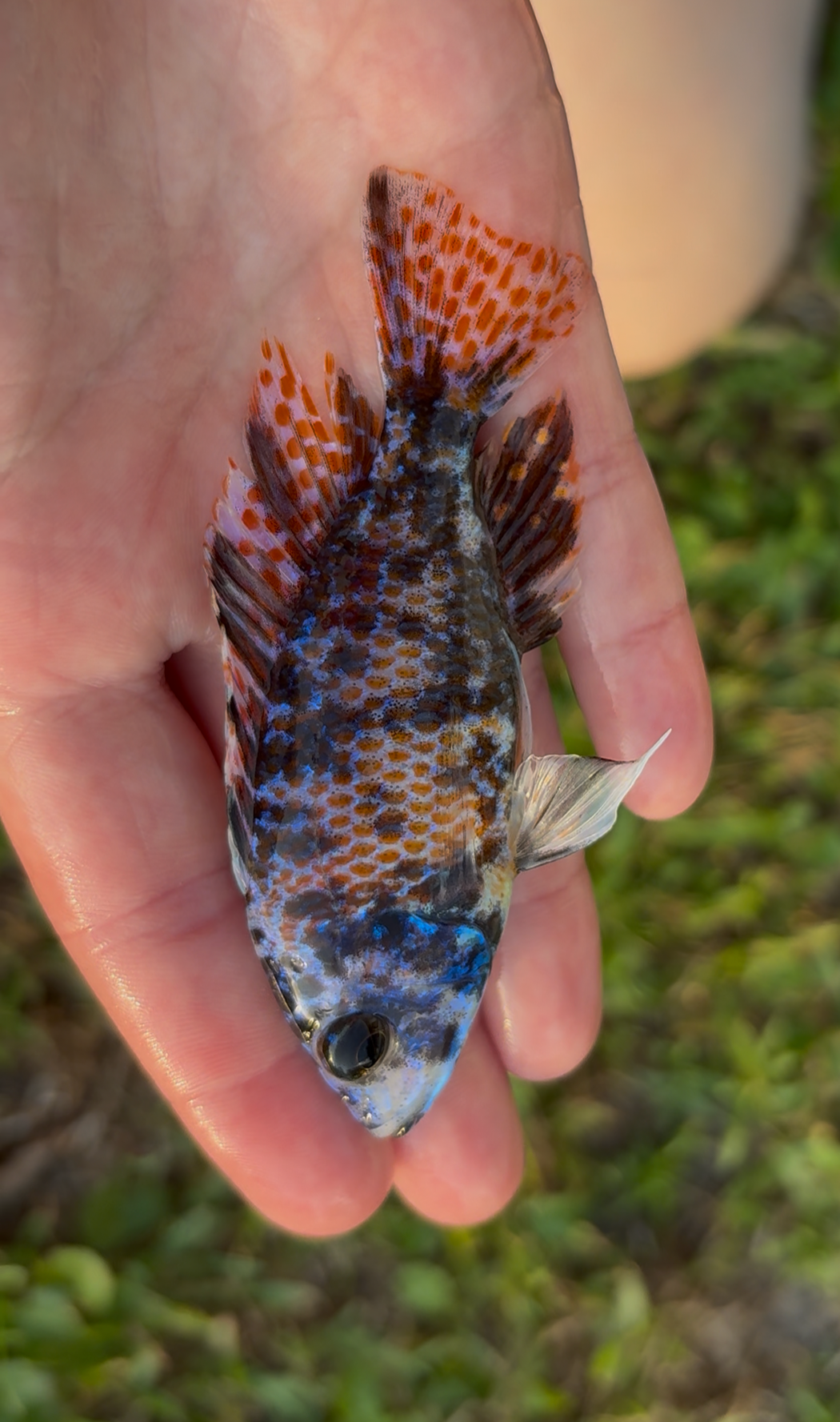 Red & Blue OB