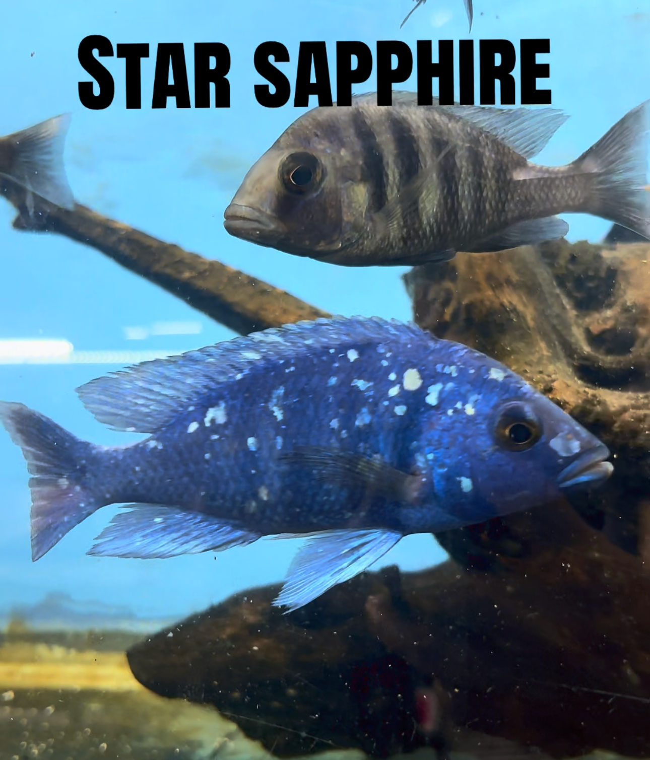 Star Sapphire