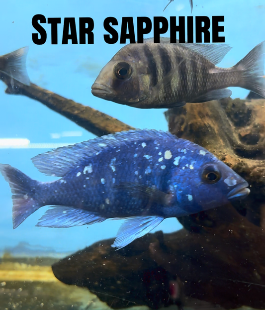 Star Sapphire