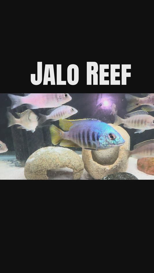 Jalo Reef