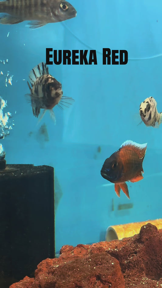 Eureka Red