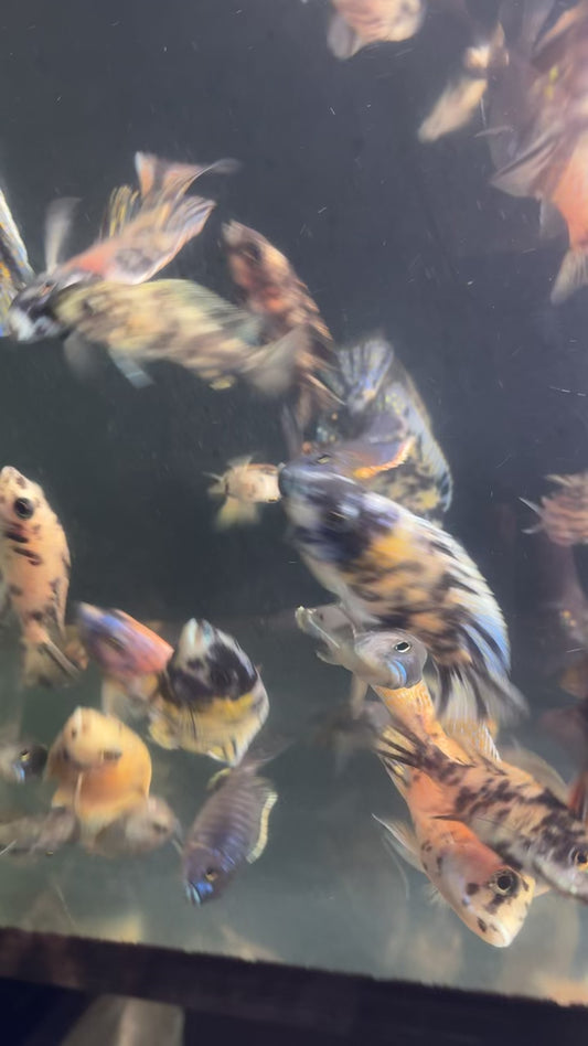 RANDOM Multi-colored OB Peacock 3-5 inch