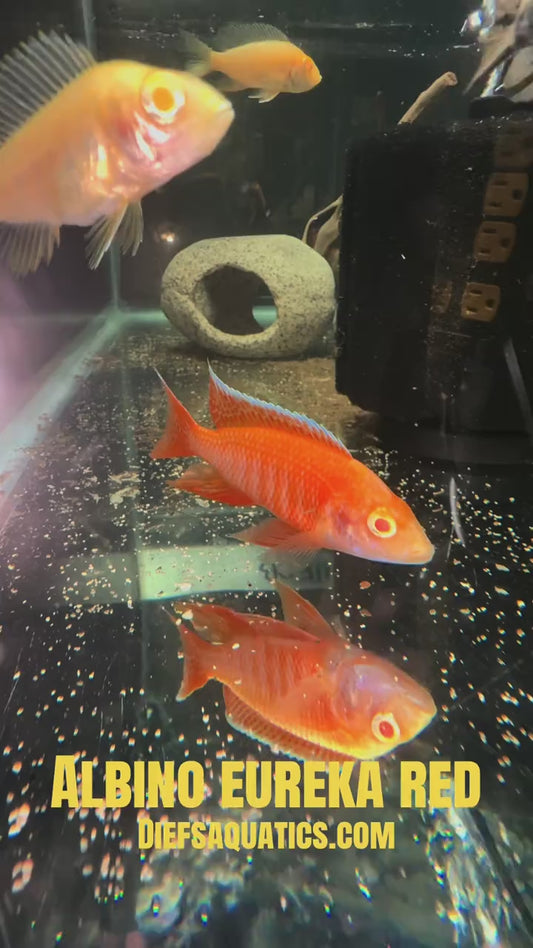 Albino Eureka Red