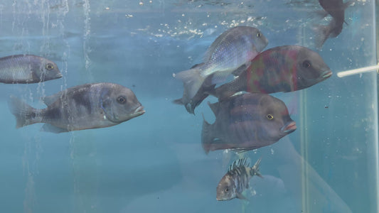 Dolphin Moori
