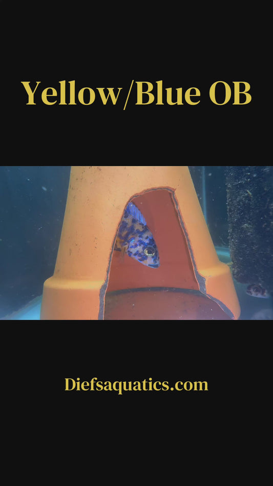 Yellow & Blue OB