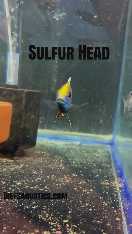 Sulfur Head